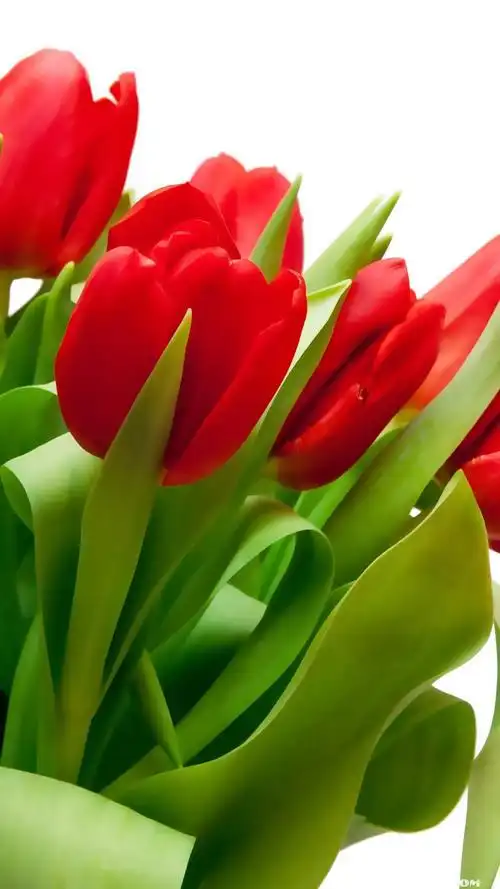 红色花朵手机壁纸