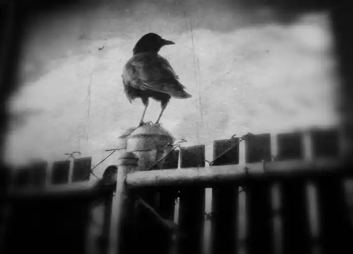 关在笼子里的鸟儿