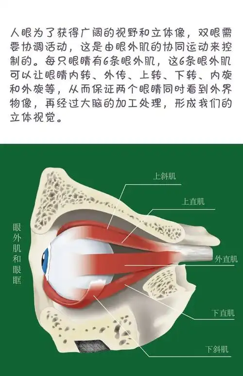 我们的眼睛有哪些附属器?_知识