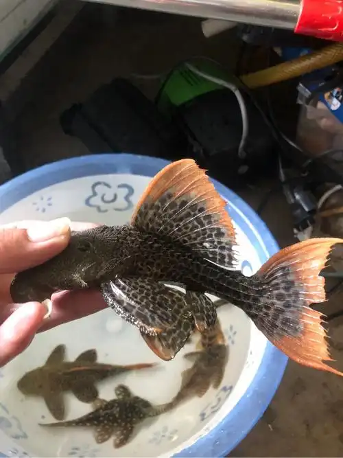 继续出两条l600帝王血钻