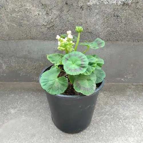 天竺葵小苗用什么盆来栽更合适?首推育苗杯!