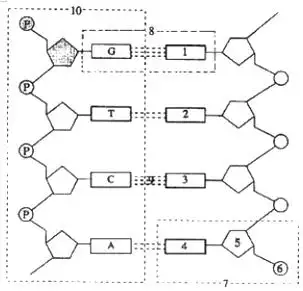 如图是dna的分子结构模式图请用文字写出图中名称