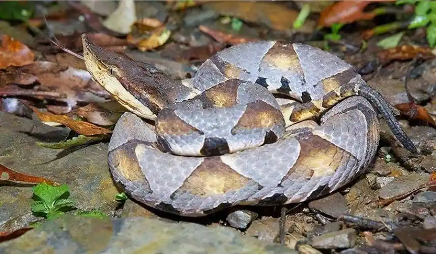 中国十大毒蛇之一,被咬后直接毁容,真正的烤肉之王:尖吻蝮蛇_蛇毒