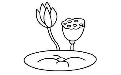 荷花莲藕简笔画来袭超级适合教孩子画