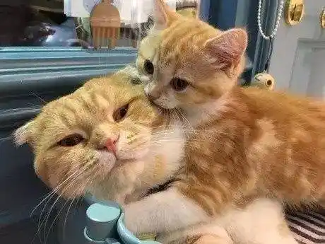 在她还粘着你的时候好好珍惜吧 "我不粘人,只是粘你"