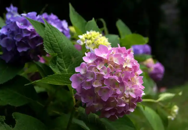 绣球花盛秀绣球公园