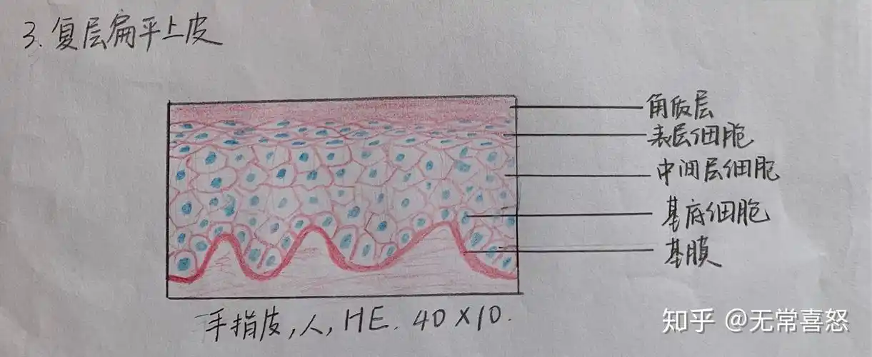 复层扁平上皮假复层纤毛柱状上皮