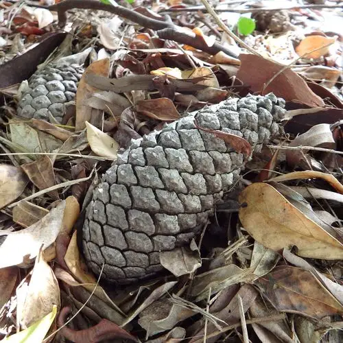 pine cone,garden,cone,pine,nature,season,natural
