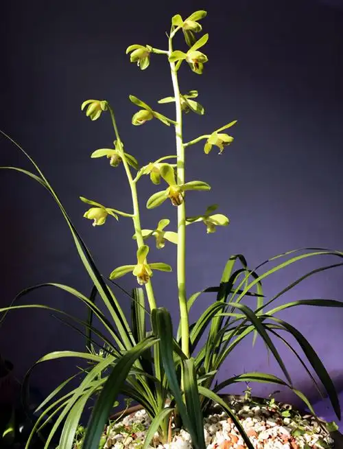 蕙兰大一品,花色艳丽花朵多,还不买回家