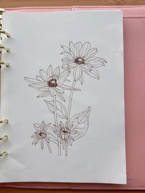 线描练习黑心金光菊