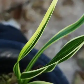 下山蕙兰螺旋奇叶综合艺