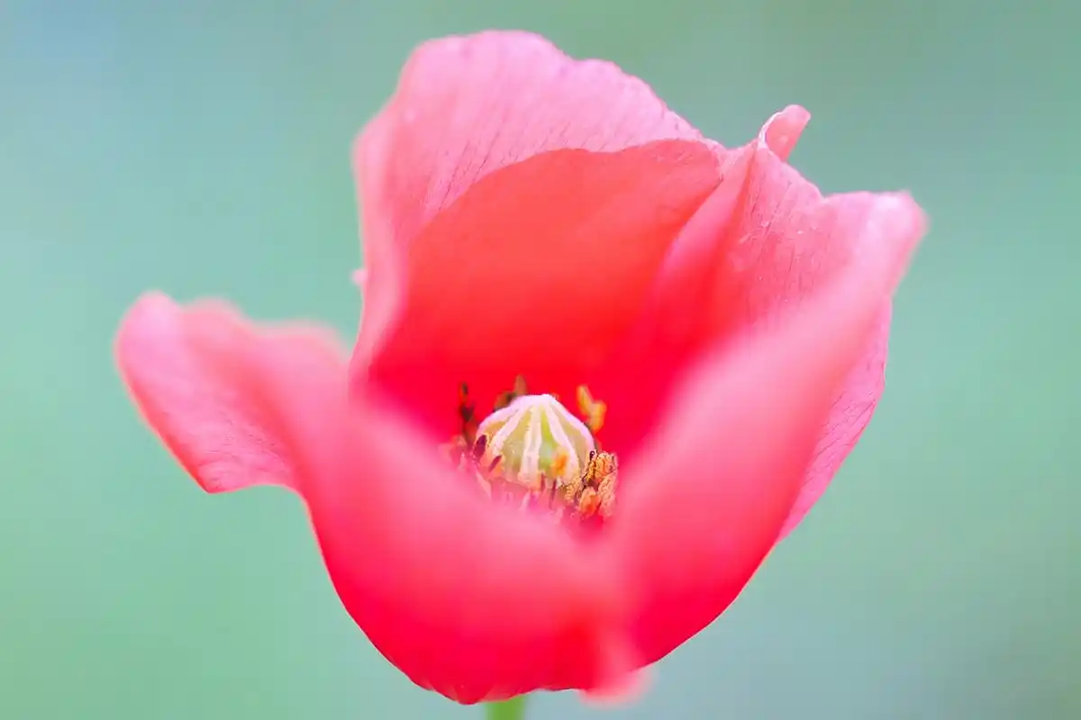 娇艳欲滴是形容花朵充满生命力,娇美而富有诱惑性的特质.
