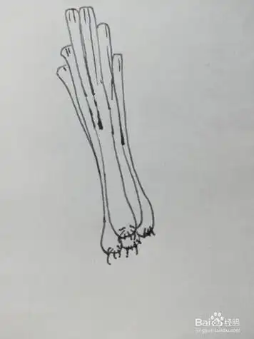 怎么画绿葱简笔画