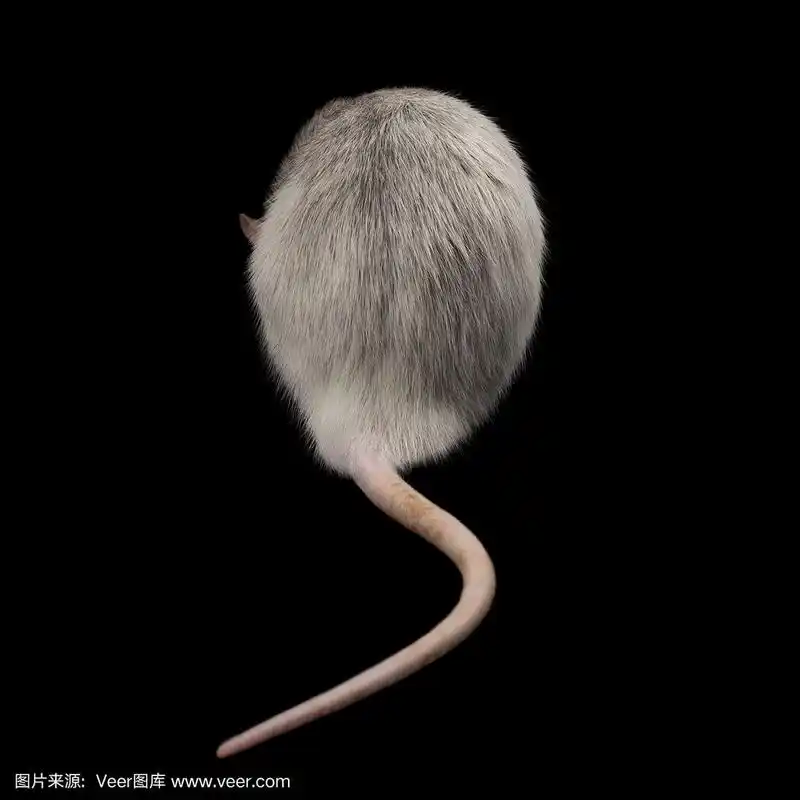 灰色老鼠的肖像与长尾巴从背后