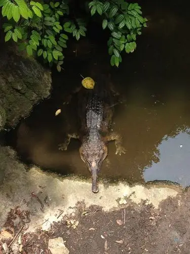 新加坡动物园:鳄鱼