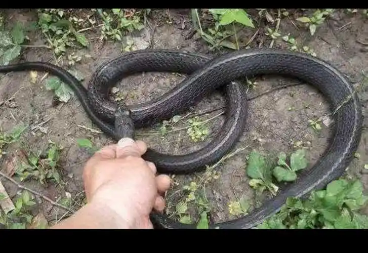 背上有一条白线的黑蛇,从没见过这样的,老家山上,请问是什么蛇?