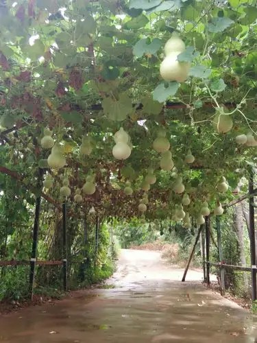 我家的葫芦架,有好多葫芦