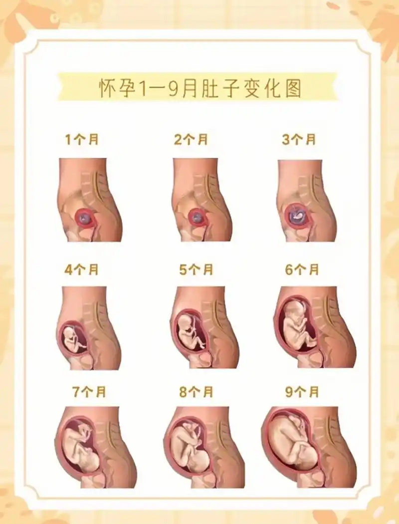孕妈必知:怀孕1一9月肚子变化图 孕妈咪怀孕之后,最关心的莫 - 抖音