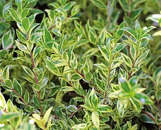 花叶香桃木应用图例_花木百科_花木苗木网