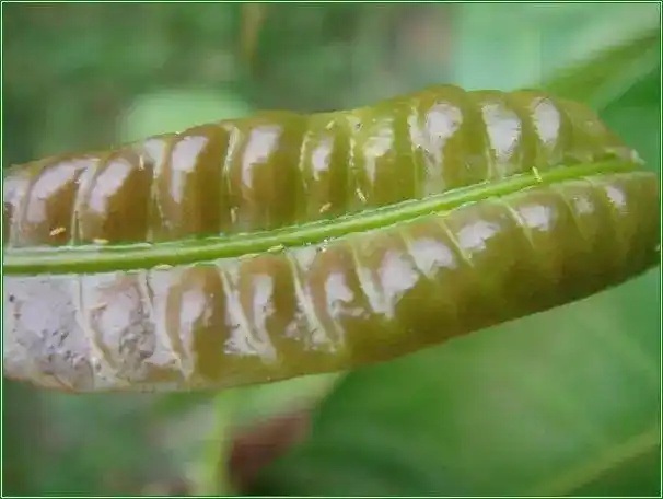 蓟马危害高清图谱及防治方法|嫩梢|成虫_网易订阅