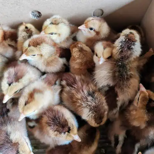 k9鸡苗 k9麻黄苗