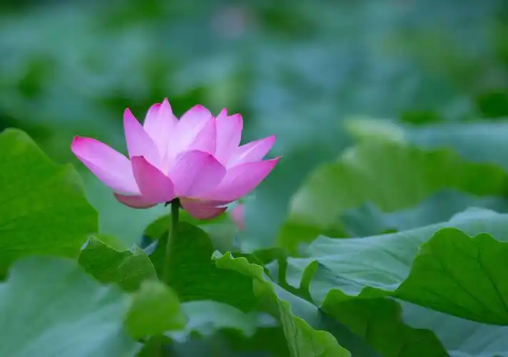 红花绿叶相映成趣