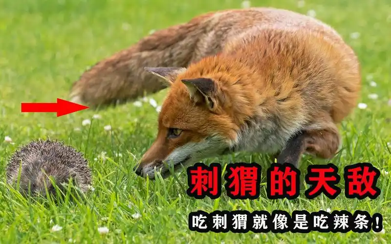 刺猬的天敌!吃刺猬就像是吃辣条一样,看看它是如何猎杀刺猬的