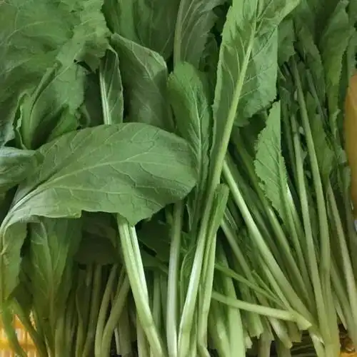 春芥菜|广州增城三分地农园