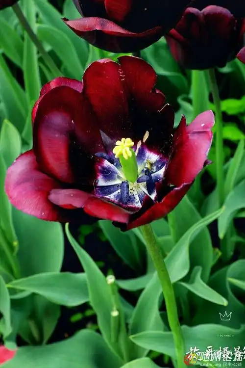 夜皇后——黑郁金香