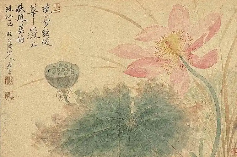 清 恽寿平 荷花 本幅选自台北故宫博物院藏恽寿平"花卉八帧册"临白阳