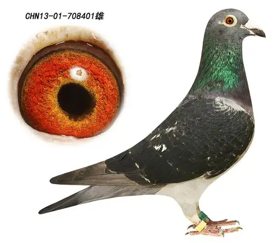 西格穆勒原棚种鸽 保证金级 拍卖