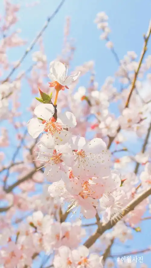 花朵壁纸##风景壁纸##锁屏壁纸##小清新