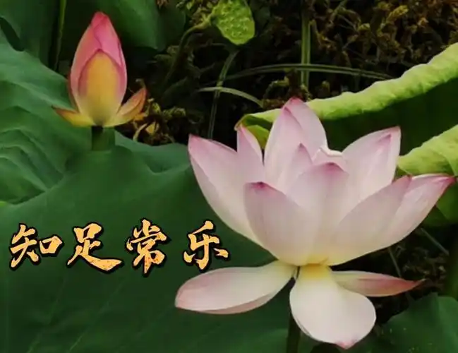 好运莲莲深圳人你的专属夏日表情包来了