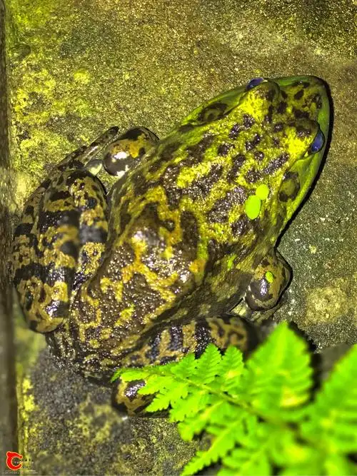 两江中国原生移动应用