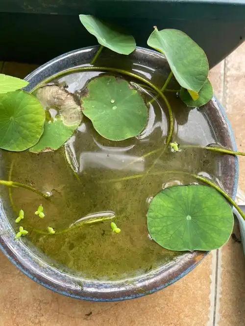 碗莲种下一个月啦