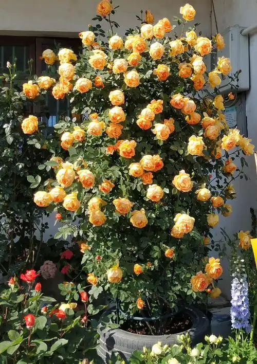 夏洛特夫人月季优缺点藤本夏洛特夫人花期长香味好闻