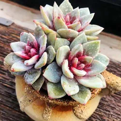 多肉植物老桩群生德国香槟糖心大颗精品新手多肉植物