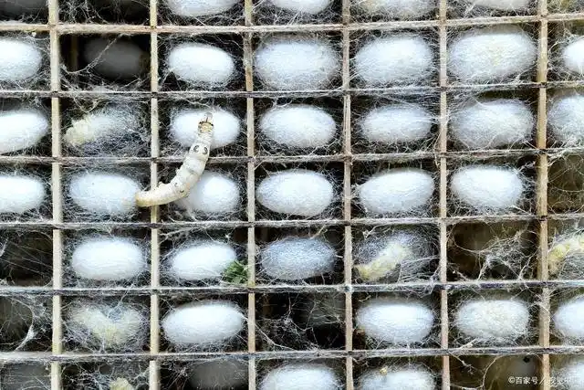 一只毛毛虫,最后会变成什么?