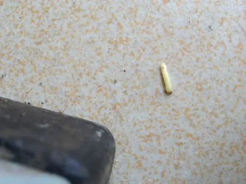 白色的虫子 请问是什么!只发现了一只 会不会有很多!