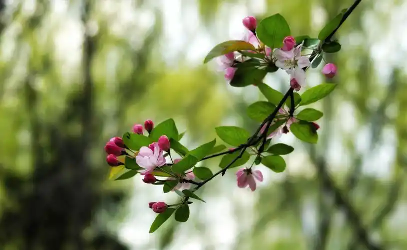 宋代刘子翠诗曰:"幽姿淑态弄春晴,梅借风流柳借轻,几经夜雨香犹在,染