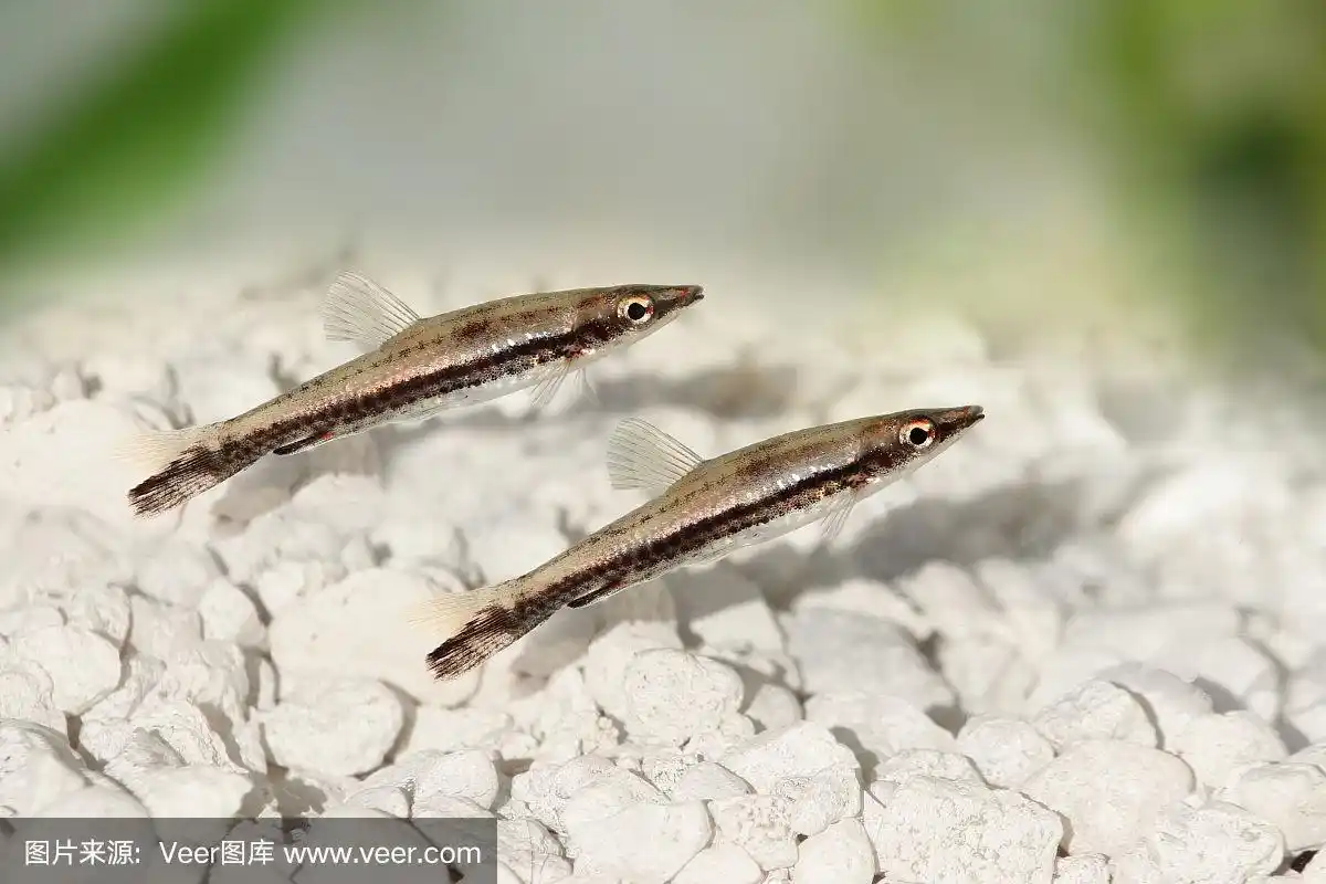 鱼缸,条纹,鱼类,淡水鱼,铅笔