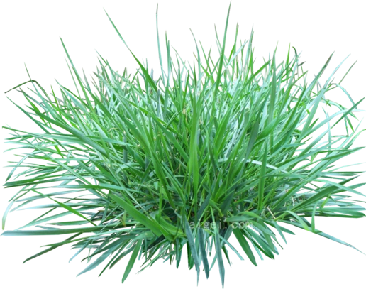 草地404(grass_png404.png)