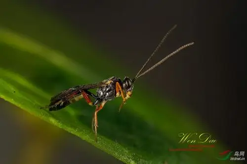 寄生蜂