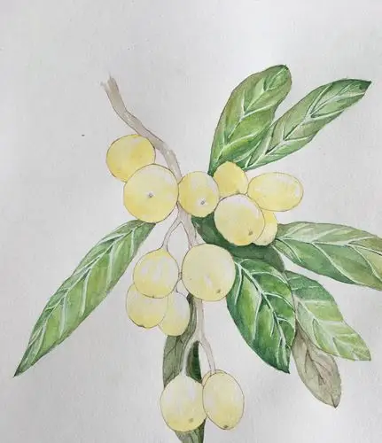 水彩枇杷语附步骤