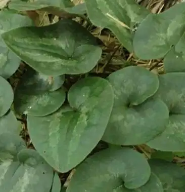 中药材型马蹄香马蹄莲种苗药材与漂亮的外型 之奇特的香味