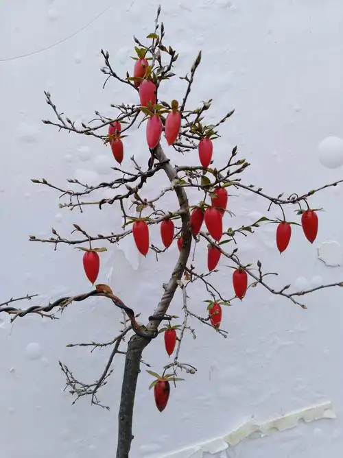 老鸦柿是个什么样子,发个图给我看看