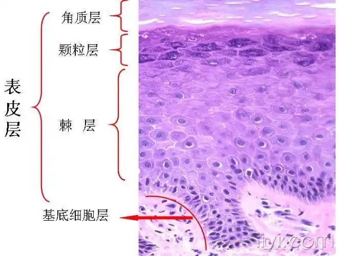 病理正常皮肤组织病理3