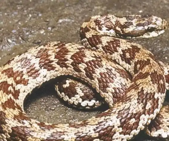 蝮蛇,分布最广,伤人最多的毒蛇家族,你确定不了解一下它们吗?