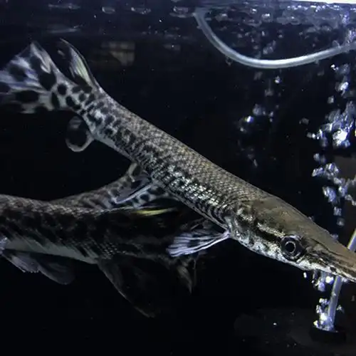 福鳄鳄雀观赏鱼大型尖嘴凶猛巨型淡水鱼饲料宠物鱼