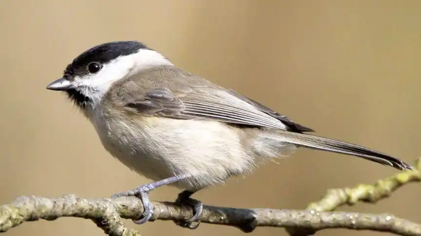 野生红子鸟叫声叫声呼黑黑你觉得好听吗